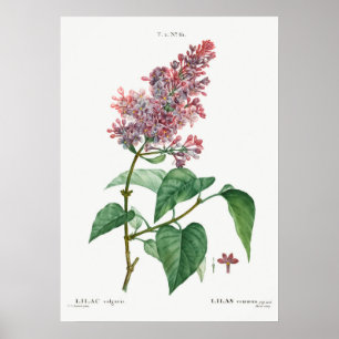 Illustration alter Blumen Poster