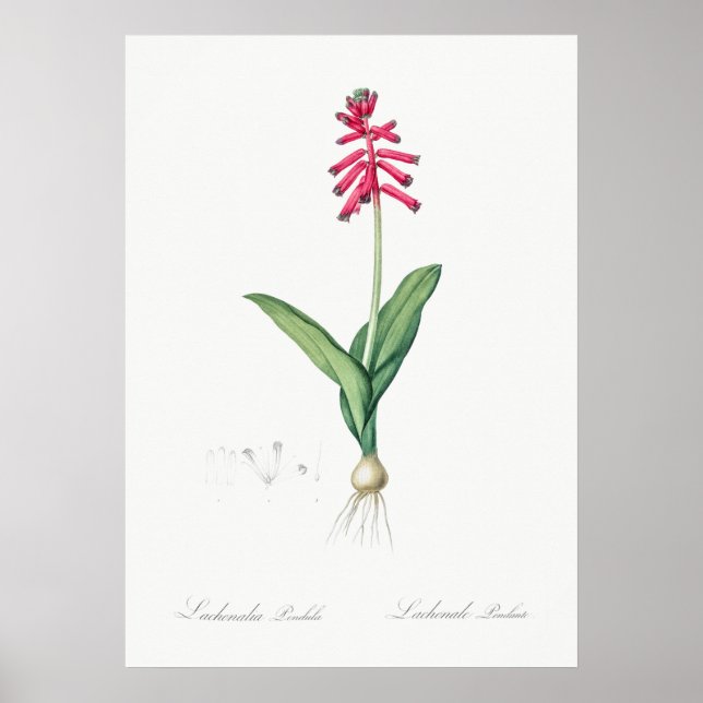 Illustration alter Blumen Poster (Vorne)