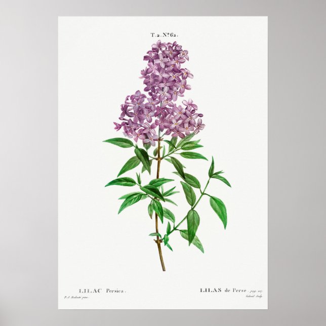 Illustration alter Blumen Poster (Vorne)
