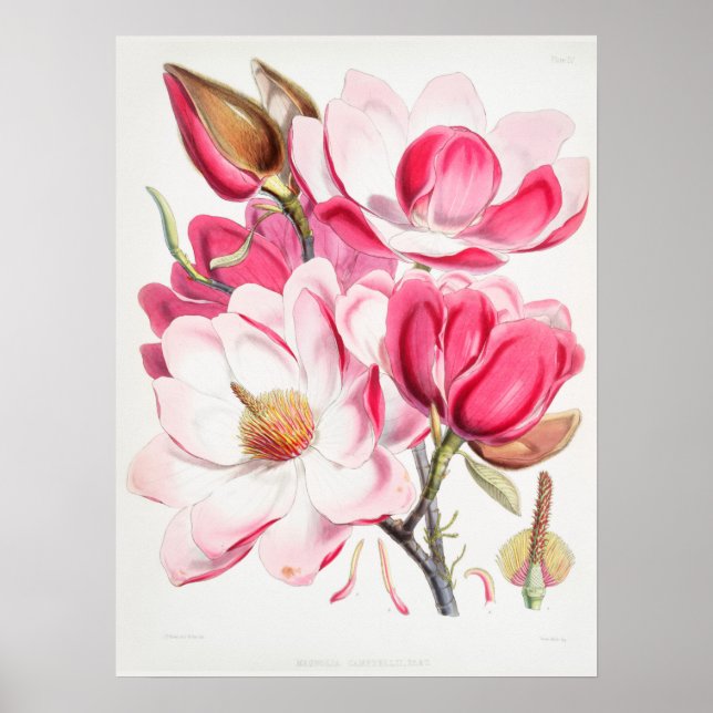 Illustration alter Blumen Poster (Vorne)