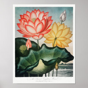 Illustration alter Blumen Poster