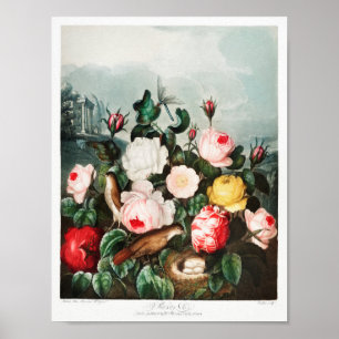 Illustration alter Blumen Poster
