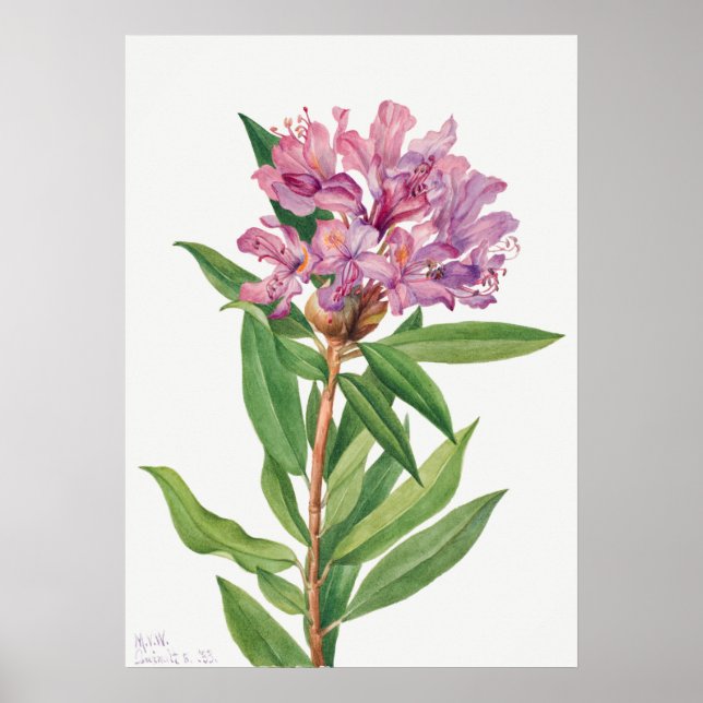 Illustration alter Blumen Poster (Vorne)