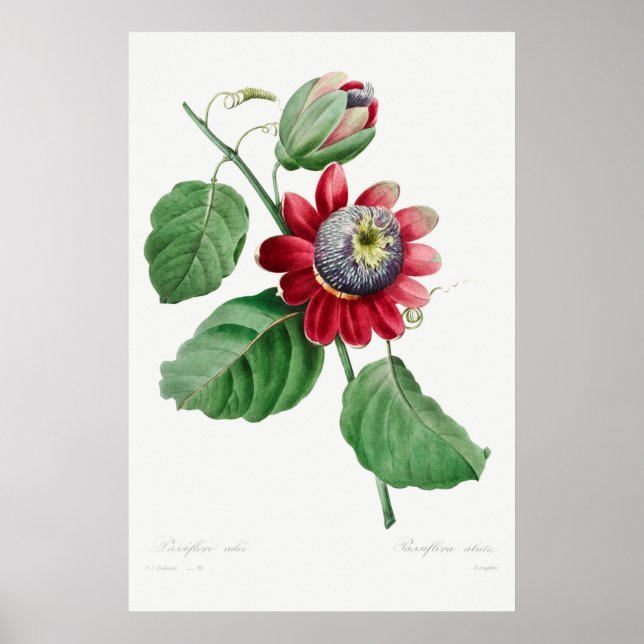 Illustration alter Blumen Poster (Vorne)