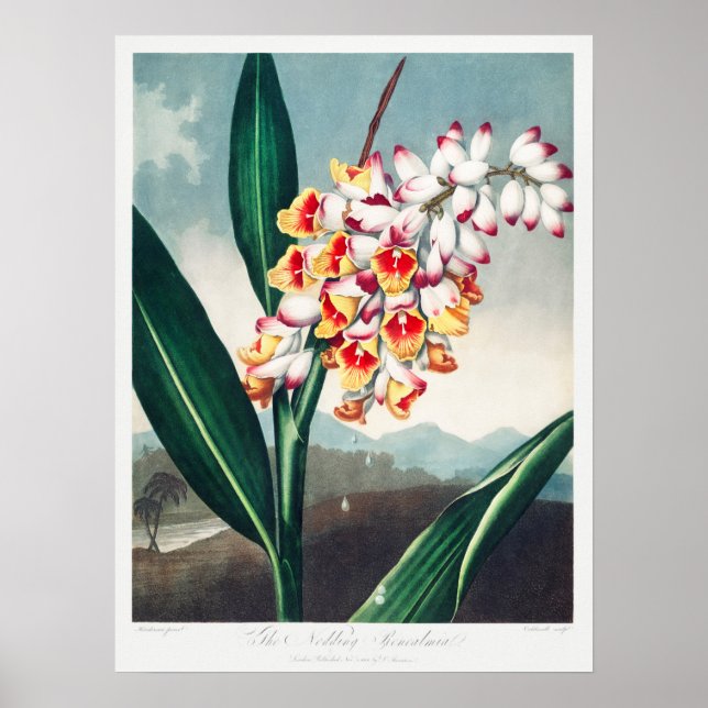 Illustration alter Blumen Poster (Vorne)