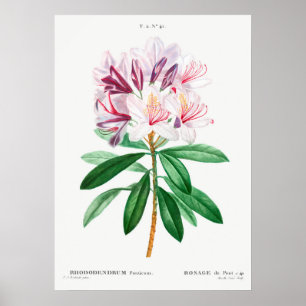 Illustration alter Blumen Poster