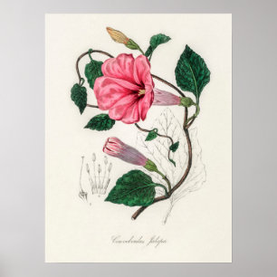 Illustration alter Blumen Poster
