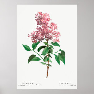 Illustration alter Blumen Poster