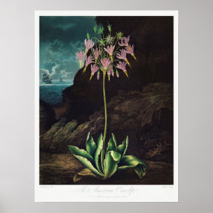 Illustration alter Blumen Poster