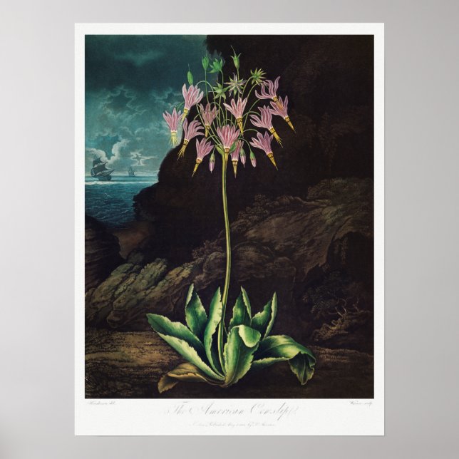 Illustration alter Blumen Poster (Vorne)