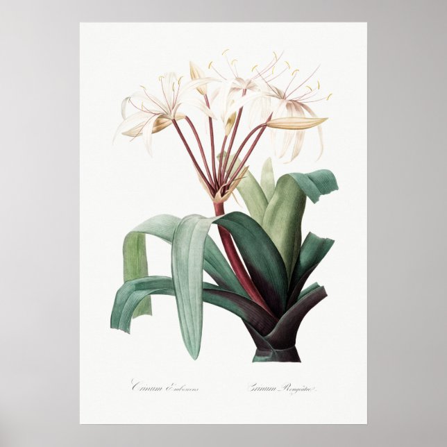 Illustration alter Blumen Poster (Vorne)