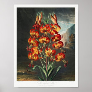 Illustration alter Blumen Poster