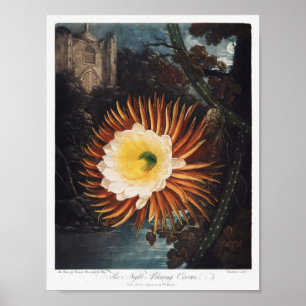 Illustration alter Blumen Poster