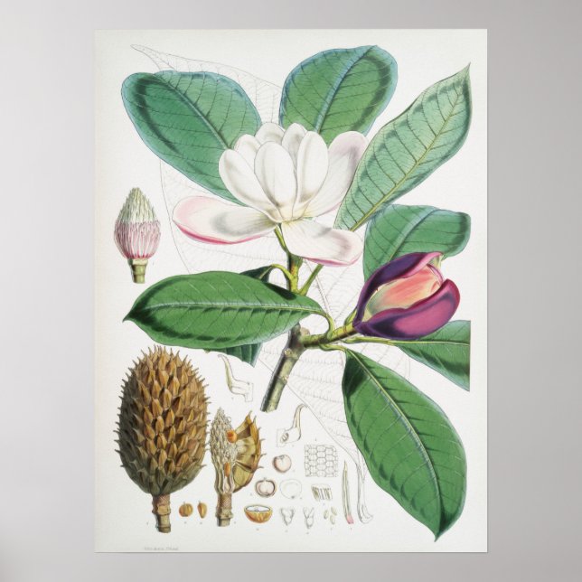 Illustration alter Blumen Poster (Vorne)