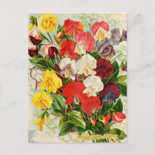 Illustration alter Blumen Postkarte