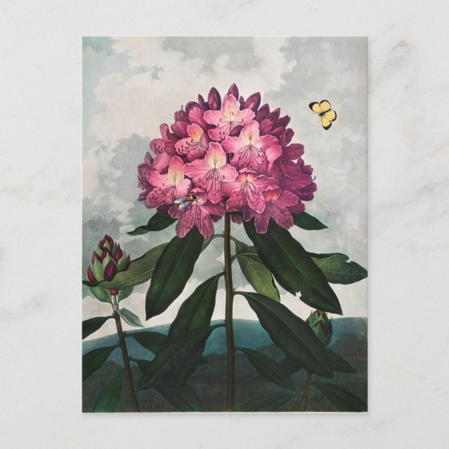 Illustration alter Blumen Postkarte (Vorderseite)