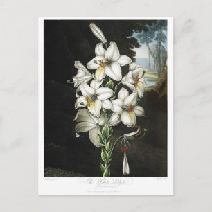 Illustration alter Blumen Postkarte