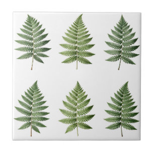 Illustration alter botanischer Farnblätter Fliese