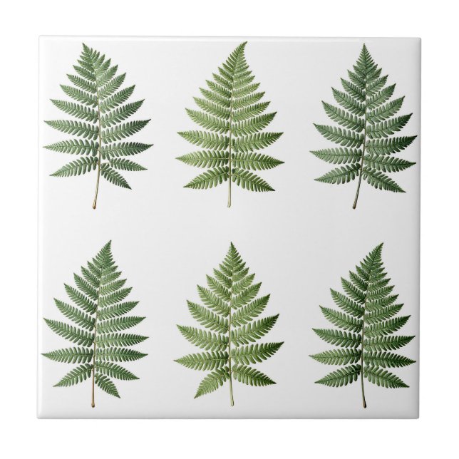 Illustration alter botanischer Farnblätter Fliese (Vorderseite)