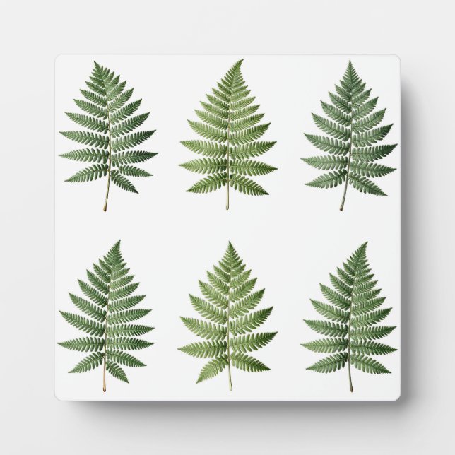 Illustration alter botanischer Farnblätter Fotoplatte (Vorderseite)