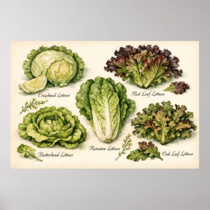 Illustration alter botanischer Salatsorten Poster
