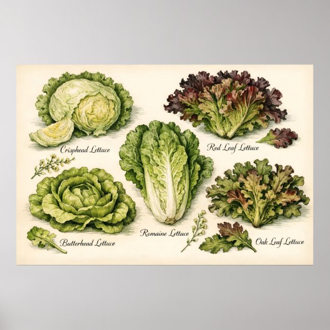 Illustration alter botanischer Salatsorten Poster (Vorne)
