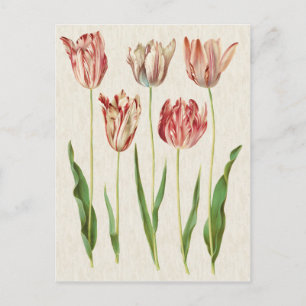 Illustration alter botanischer Tulpen Postkarte