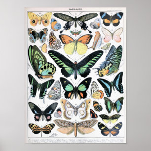 Illustration alter Schmetterlinge Poster