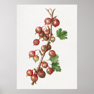 Illustration alter Stachelbeeren Poster