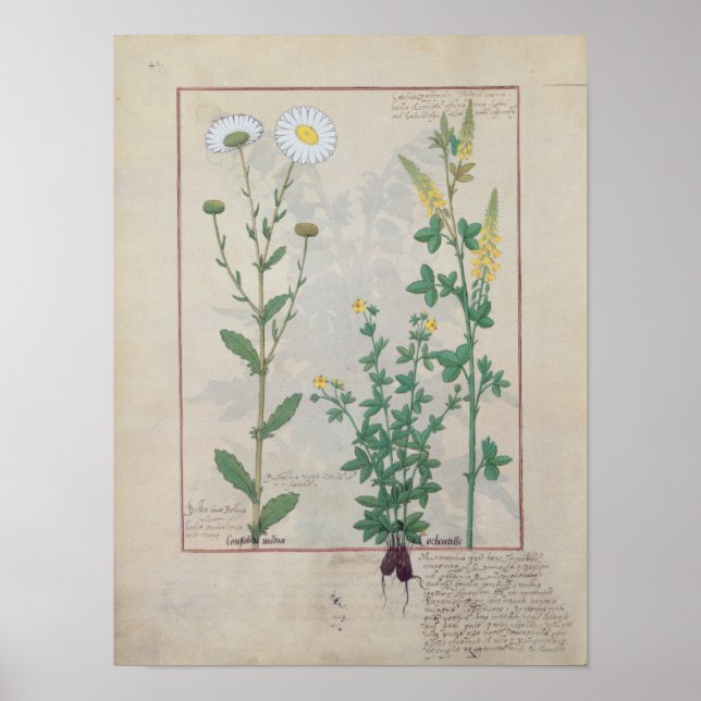 Illustration aus "Das Buch des Einfachen Poster (Vorne)