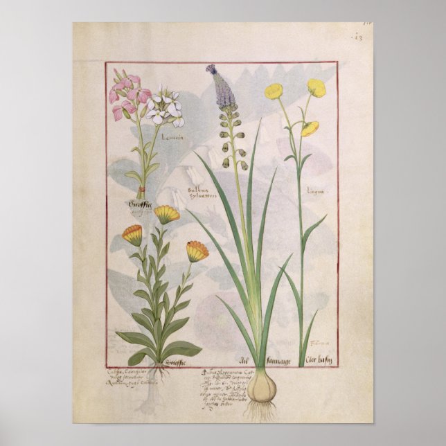 Illustration aus dem "Buch der einfachen Arzneimit Poster (Vorne)