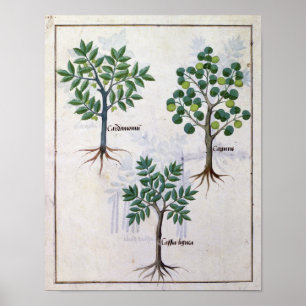 Illustration aus dem "Buch der einfachen Arzneimit Poster