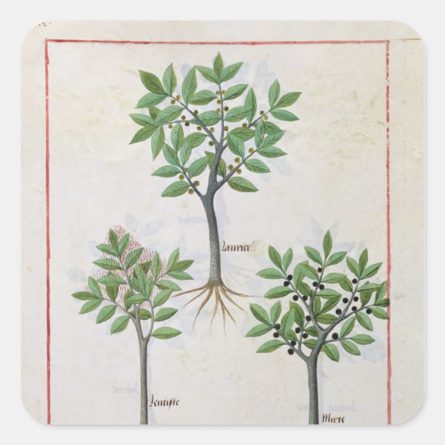 Illustration aus dem "Buch der einfachen Arzneimit Quadratischer Aufkleber (Vorderseite)