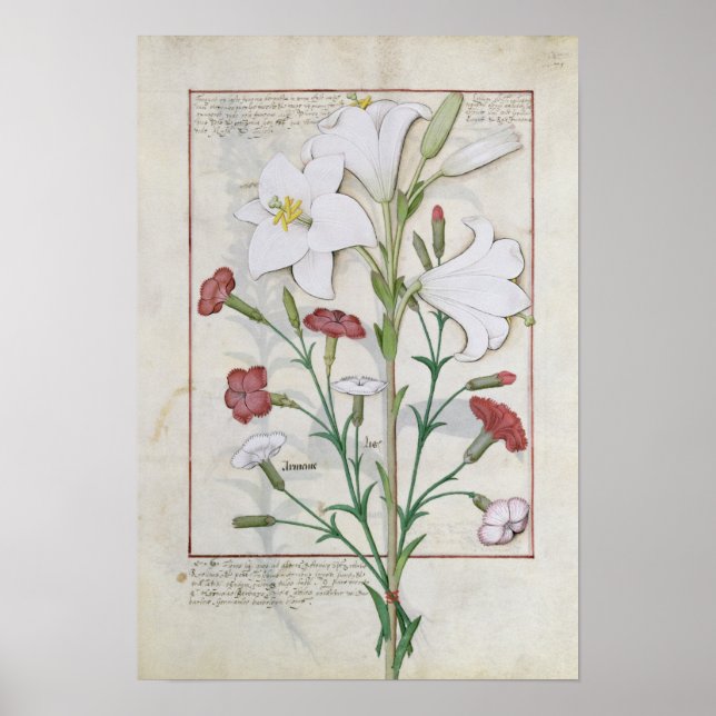 Illustration aus dem "Buch des Einfachen Poster (Vorne)