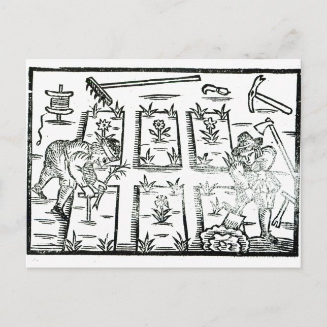 Illustration aus einem Buch über das Gärtnern Postkarte (Vorderseite)