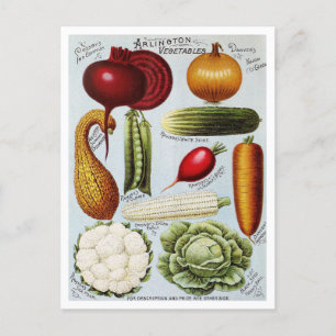 Illustration aus einem Vintage-Katalog für Gemüses Postkarte