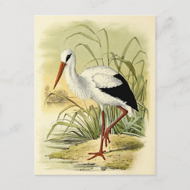 Illustration cigogne postkarte (Vorderseite)