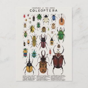 Illustration coléoptères postkarte