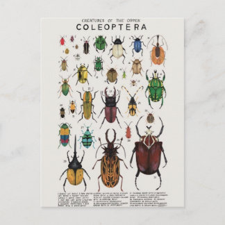 Illustration coléoptères postkarte