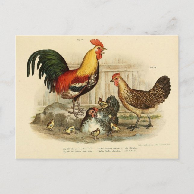 Illustration coq et poule postkarte (Vorderseite)