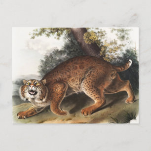 Illustration der amerikanischen Wildkatze (Lynx ru Postkarte