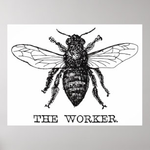Illustration der Arbeitsbiene Poster