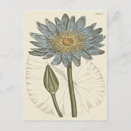 Illustration der Blauwasserlilie Postkarte