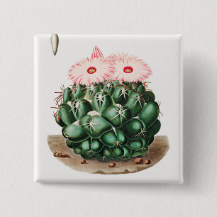 Illustration der Blüte des Elefantenzahnkaktus Button