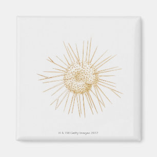 Illustration der foraminiferanischen Muschel Magnet