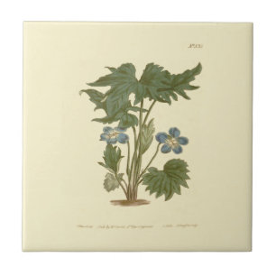 Illustration der handförmigen Veilchenblau Fliese