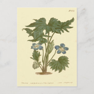 Illustration der handförmigen Veilchenblau Postkarte