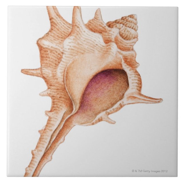 Illustration der Murex-Muschel Fliese (Vorderseite)