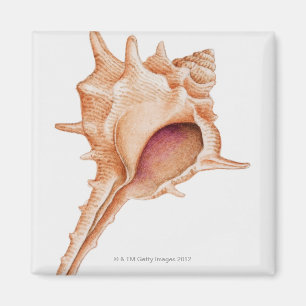 Illustration der Murex-Muschel Magnet