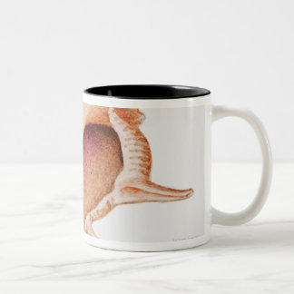 Illustration der Murex-Muschel Zweifarbige Tasse